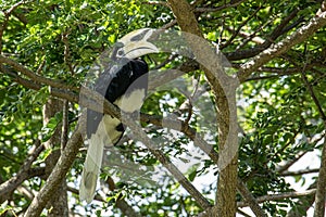 Oriental pied hornbillAnthracoceros albirostris