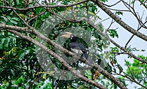 Oriental pied hornbillAnthracoceros albirostris