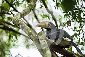 Oriental pied hornbillAnthracoceros albirostris stair at us on the branch in nature at Khao Yai National Park