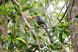 Oriental pied hornbillAnthracoceros albirostris stair at us on the branch in nature at Khao Yai National Park