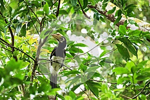 Oriental pied hornbillAnthracoceros albirostris stair at us on the branch in nature at Khao Yai National Park