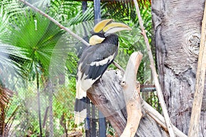 Oriental Pied-Hornbills , Bucerotidae in Thailand ,Colorful toucan.