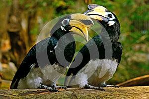 Oriental pied hornbills photo