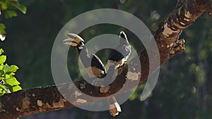 Oriental Pied Hornbills perched on branch