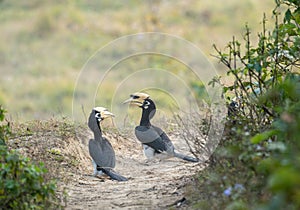 Oriental Pied Hornbills Taking Dust Bath