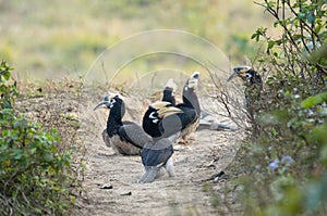 Oriental Pied Hornbills Taking Dust Bath