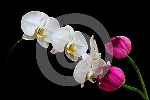 Oriental pink lotus buds and classic white phalaenopsis orchids against dark background
