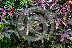 an oriental plant with red, purple, and green leaves