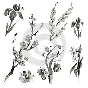 Oriental plants: sakura, willow, cherry, iris, spica, hand drawn