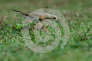 Oriental Plover Charadrius veredus