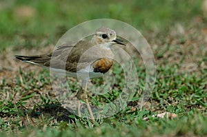 Oriental Plover Charadrius veredus