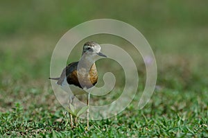 Oriental Plover Charadrius veredus