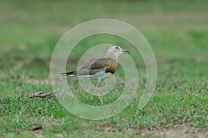 Oriental Plover Charadrius veredus