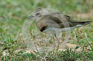 Oriental Plover Charadrius veredus