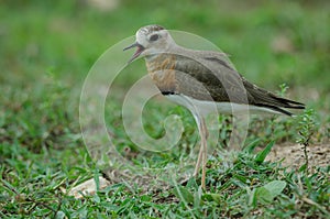 Oriental Plover Charadrius veredus