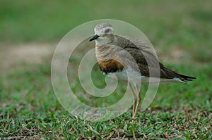 Oriental Plover Charadrius veredus