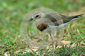 Oriental Plover Charadrius veredus