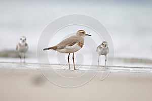 Oriental Plover Charadrius veredus Beautiful Birds of Thailand