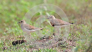 Oriental Plover Charadrius veredus Beautiful Birds of Thailand