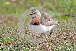 Oriental Plover Charadrius veredus Beautiful Birds of Thailand