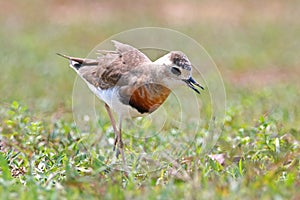 Oriental Plover Charadrius veredus Beautiful Birds of Thailand