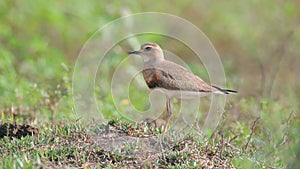 Oriental Plover Charadrius veredus Beautiful Birds of Thailand