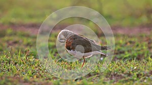 Oriental Plover Charadrius veredus Beautiful Birds of Thailand