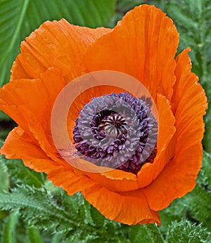 Macro of the Oriental Poppy Flower Named Brillant