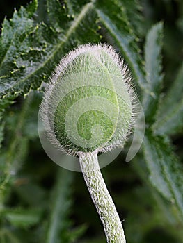 Oriental Poppy Bud