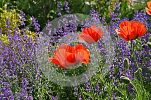 Oriental poppy and catmint photo