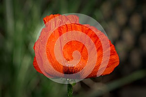 Oriental Poppy Close-up Covered in Morning Dew photo