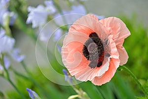 Oriental Poppy