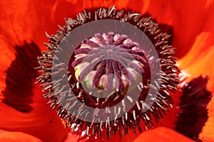 `Oriental Poppy` flower - Papaver Orientale