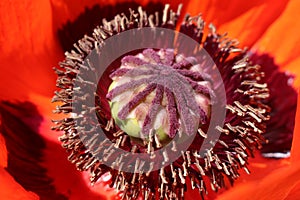 `Oriental Poppy` flower - Papaver Orientale