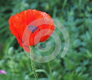 Oriental Poppy