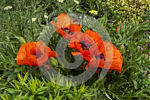 Oriental poppy papaver orientale