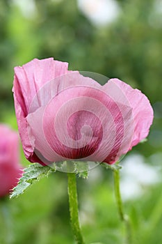 Oriental poppy (Papaver orientale )