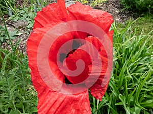 Oriental Poppy (Papaver orientale) \'Beauty of Livermere\' with large, papery, cup-shaped, red flowers