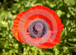 Oriental Poppy