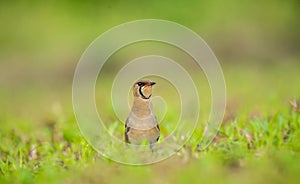 Oriental Pratincole Formal Name: Glareola maldivarum