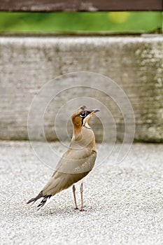 Oriental pratincole,Glareola maldivarum