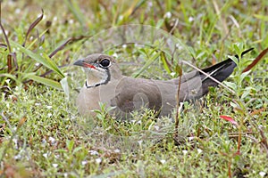 Oriental Pratincole Glareola maldivarum Beautiful Birds of Thailand