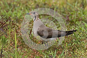 Oriental Pratincole Glareola maldivarum Beautiful Birds of Thailand