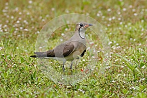 Oriental Pratincole Glareola maldivarum Birds of Thailand