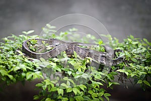 Oriental ratsnake