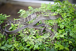 Oriental ratsnake