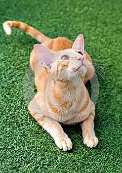 Oriental red cat with big ears, clear eyes and long nose