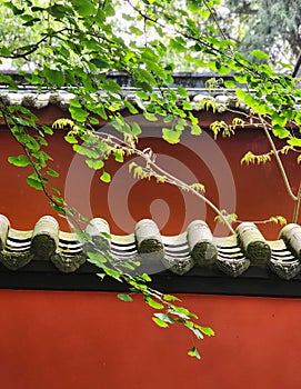 Oriental red wall with Gingko leaves, China