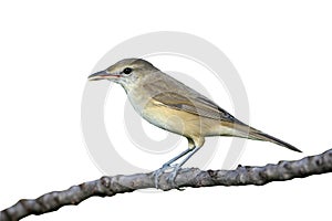 Oriental Reed Warbler isolated on white