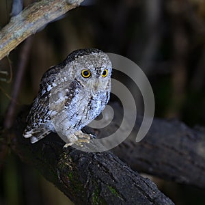 Oriental scop owl bird
